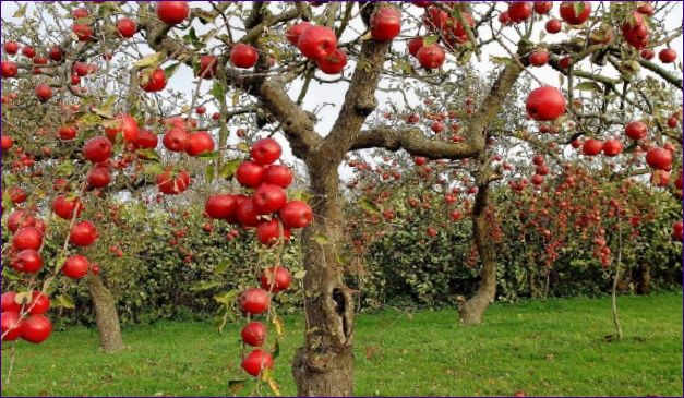 Kada saditi stablo jabuke