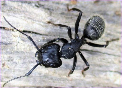 8 najvećih mrava na svijetu