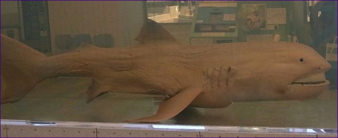 Pelagični morski pas velikih usta