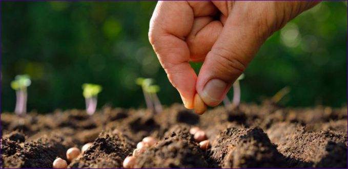 Kada i kako saditi mrkvu na otvorenom terenu