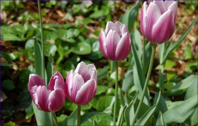 Sadnja tulipana u jesen: uvjeti, Pravila i suptilnosti