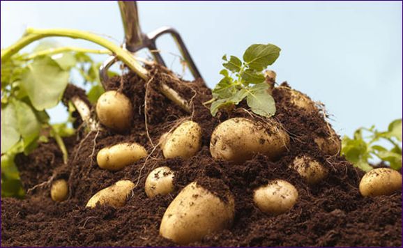 Kako brzo uzgajati krumpir