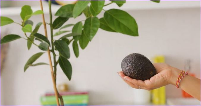 Uzgoj avokada iz sjemena: kod kuće i na otvorenom terenu