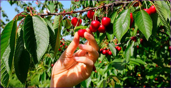 Kako uzgajati trešnje: pravila sadnje i pogreške u njezi stabla