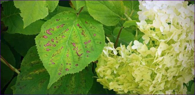 Pravila za sadnju hortenzije u proljeće – briga o biljkama, borba protiv bolesti