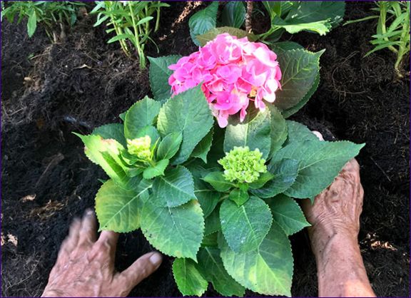 Pravila za sadnju hortenzije u proljeće – briga o biljkama, borba protiv bolesti