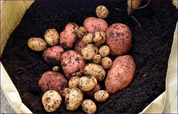 Kako brzo uzgajati krumpir