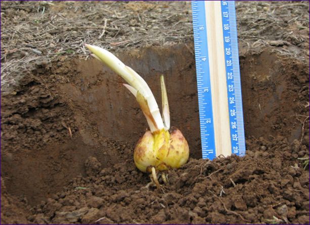 Sadnja ljiljana u jesen: datumi sadnje, reprodukcija i njega