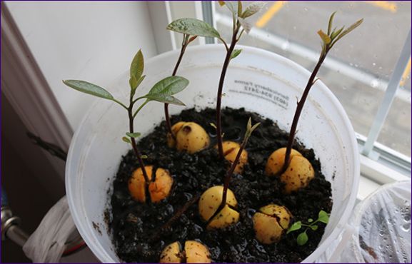 Uzgoj avokada iz sjemena: kod kuće i na otvorenom terenu